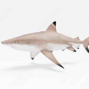 鲨鱼3D模型下载